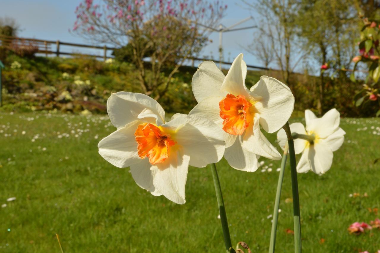 Bryn Hebog Bed and Breakfast Carmarthen Exteriör bild